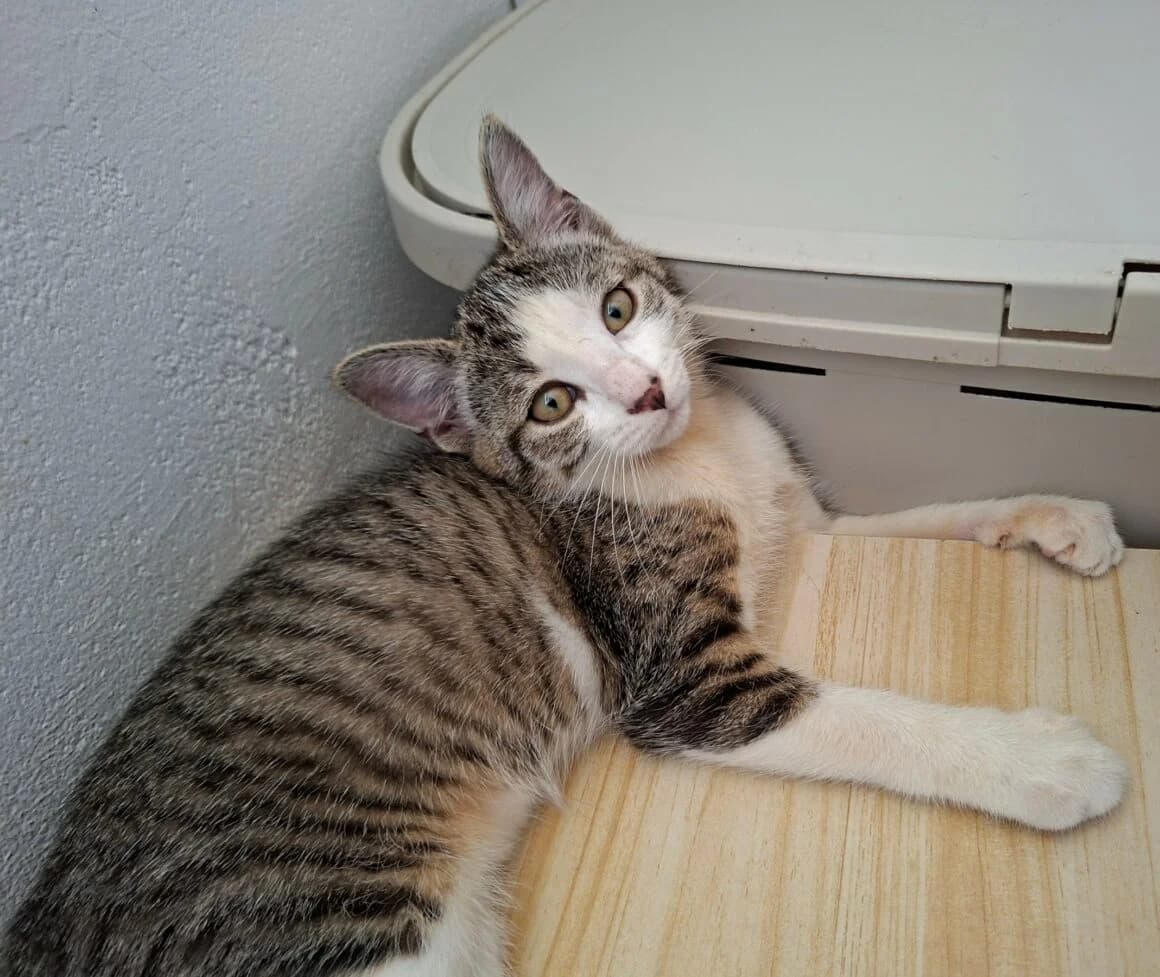 Belette, female puppy Mixed Breed for adoption at CAT, chabris