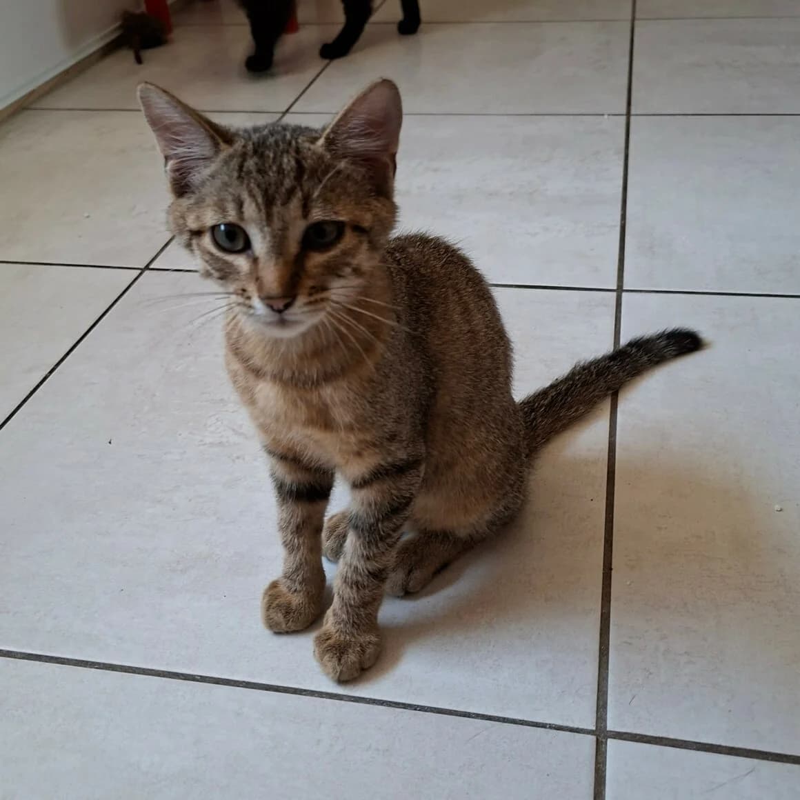 Benji, male puppy Mixed Breed for adoption at CAT, chabris