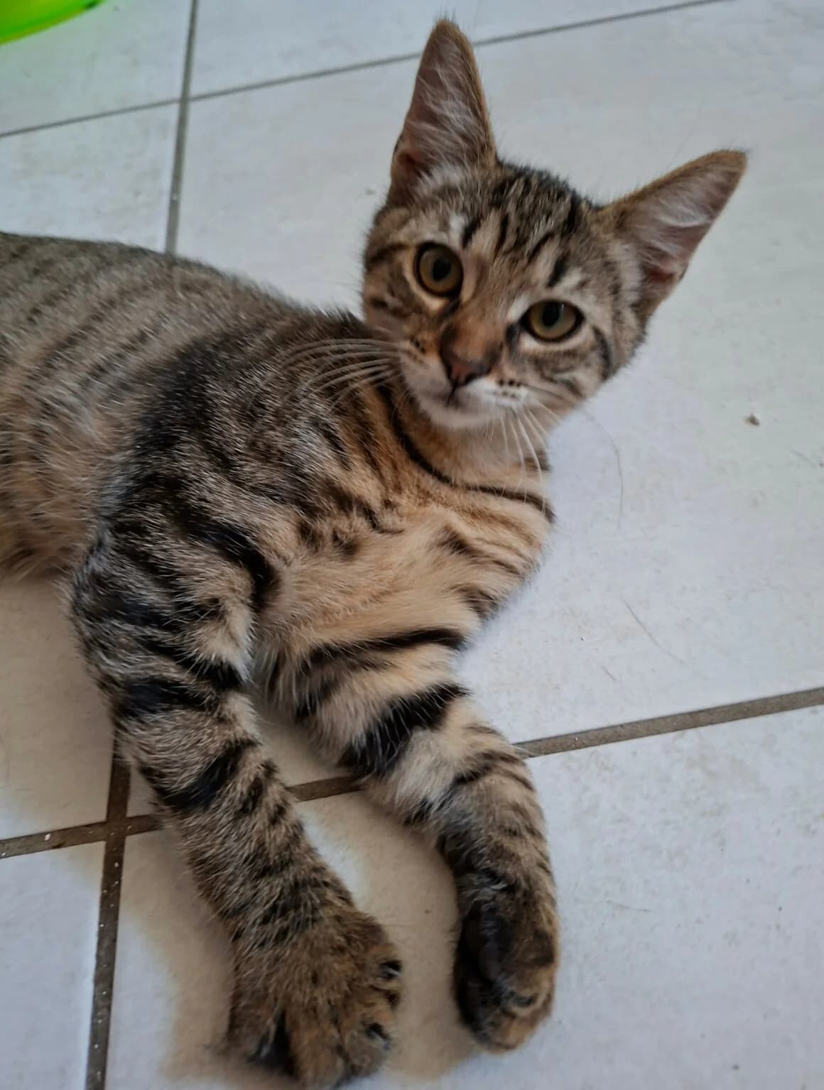Blizzi, female puppy Mixed Breed for adoption at CAT, chabris