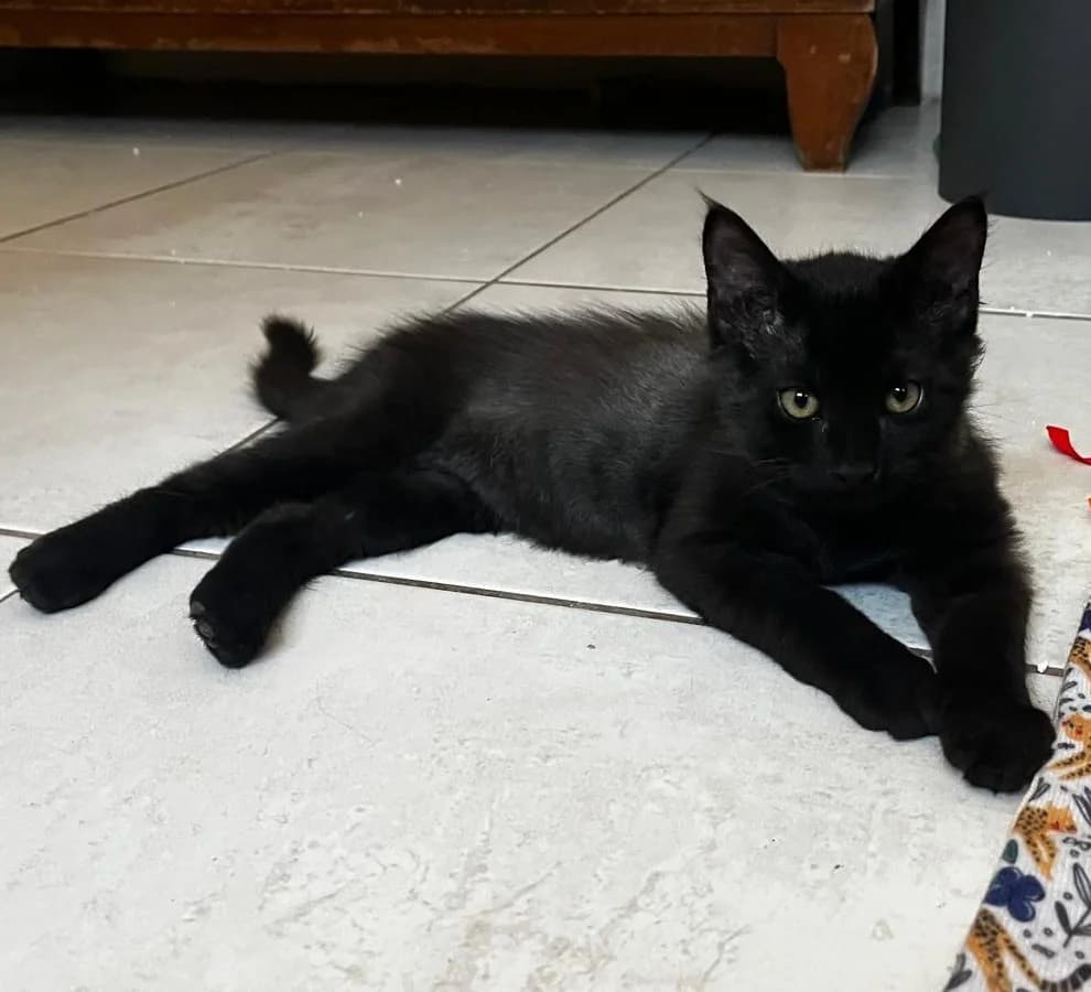 Bongo, male puppy Mixed Breed for adoption at CAT, chabris