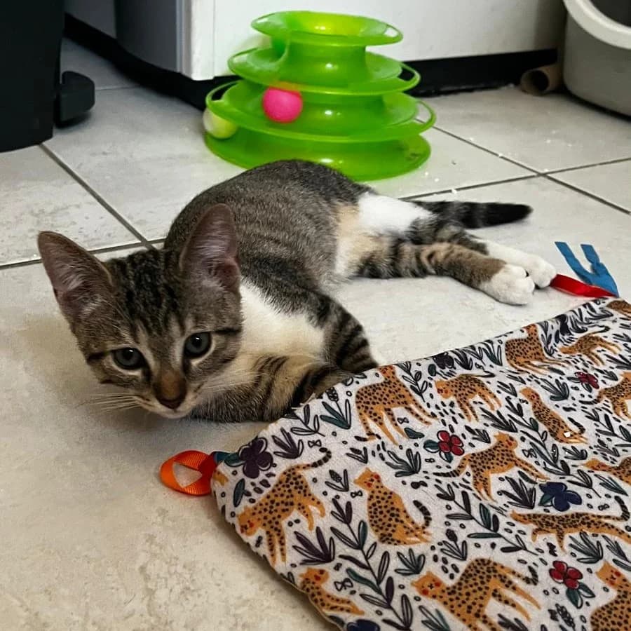 Boromir, male puppy Mixed Breed for adoption at CAT, chabris