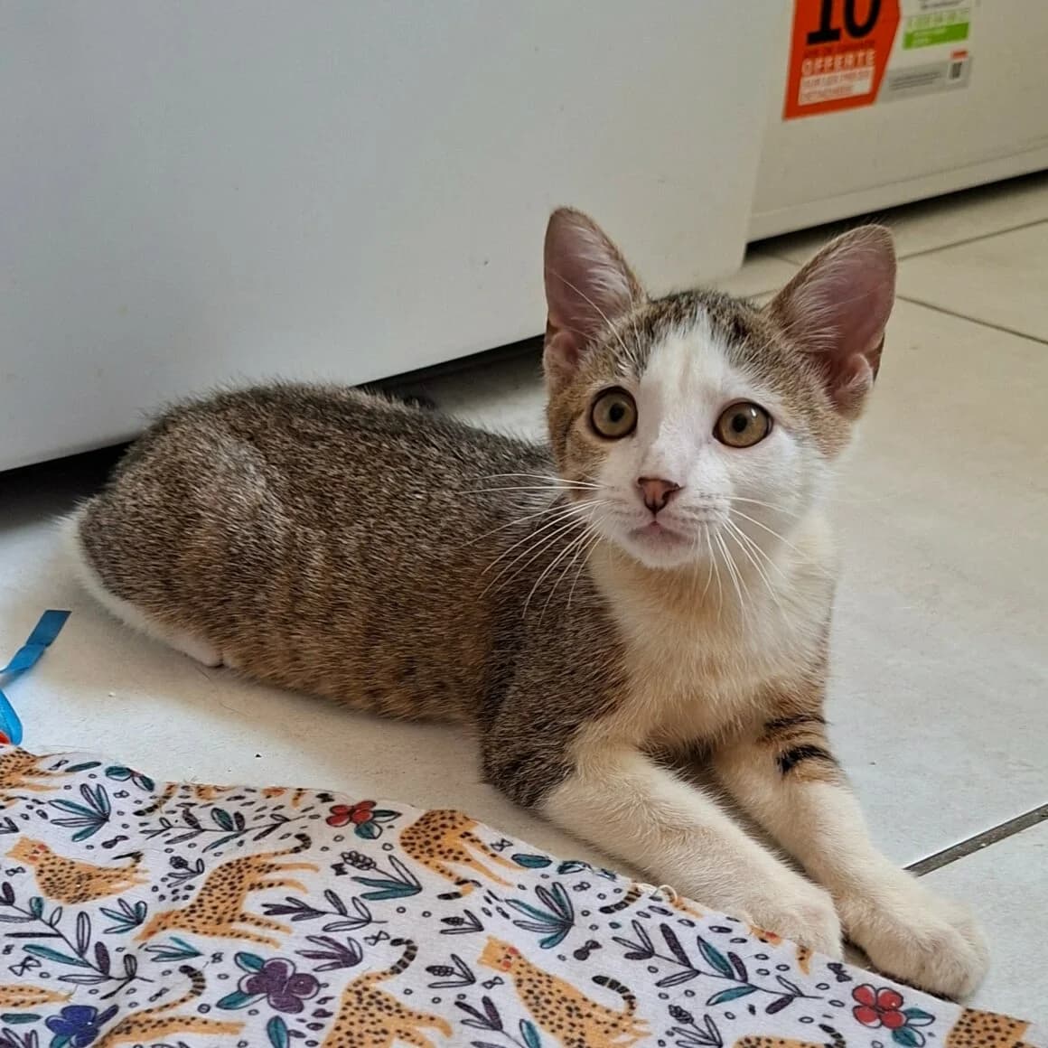 Bourdon, male puppy Mixed Breed for adoption at CAT, chabris