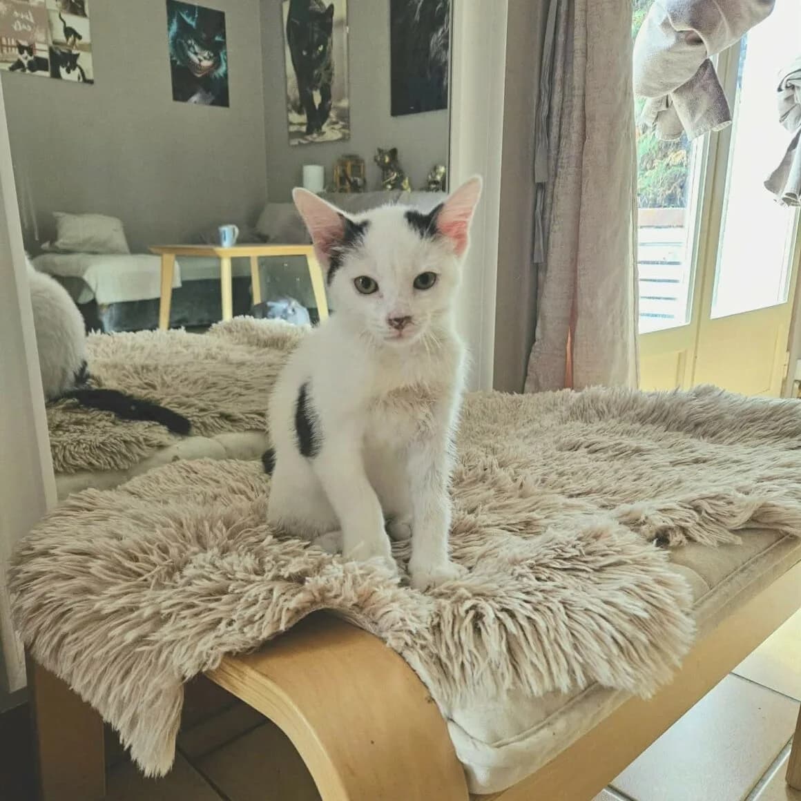 Basket, male Mixed Breed for adoption at CAT, chabris