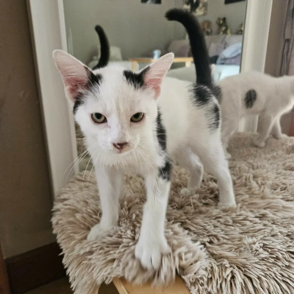 Blinys, male Mixed Breed for adoption at CAT, chabris