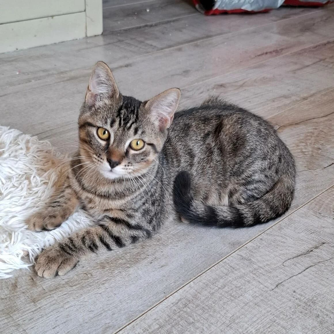 Biker, male Mixed Breed for adoption at CAT, chabris