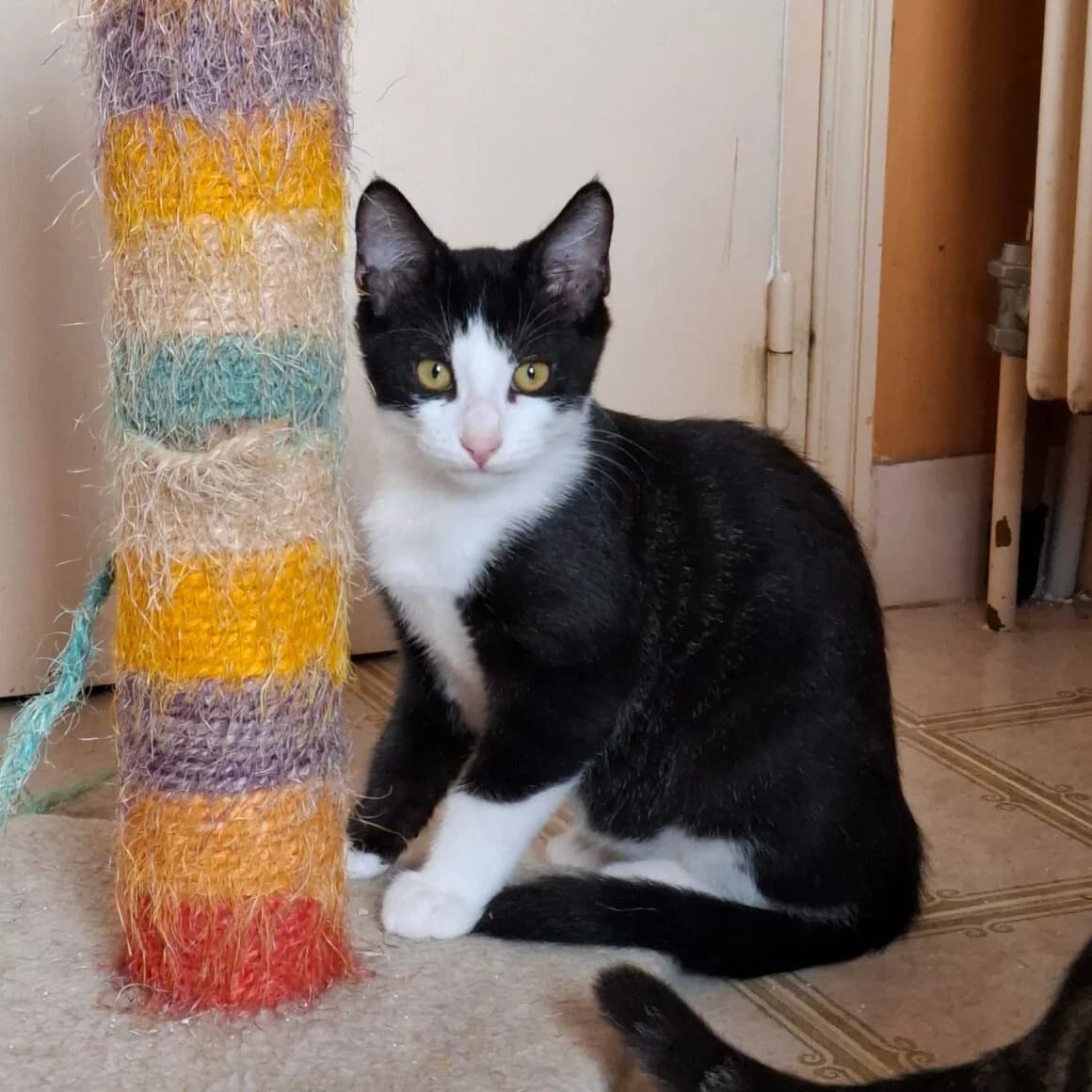 Bipbip, male Mixed Breed for adoption at CAT, chabris
