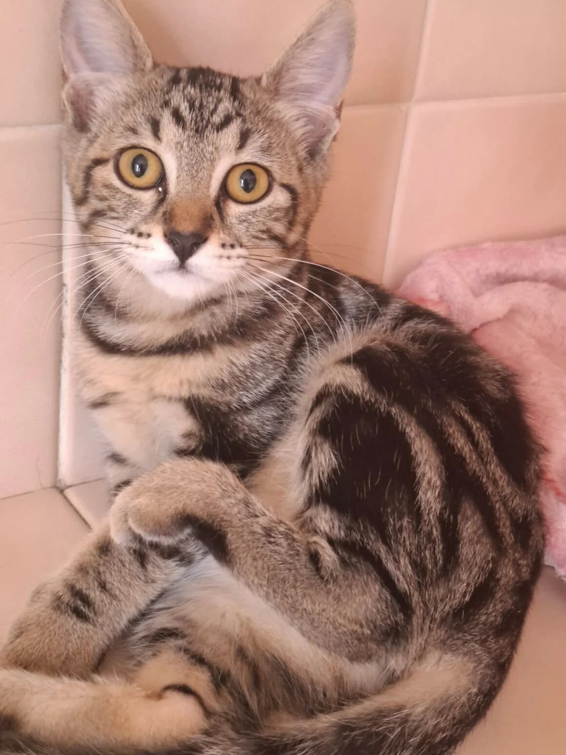 Biquette, female Mixed Breed for adoption at CAT, chabris