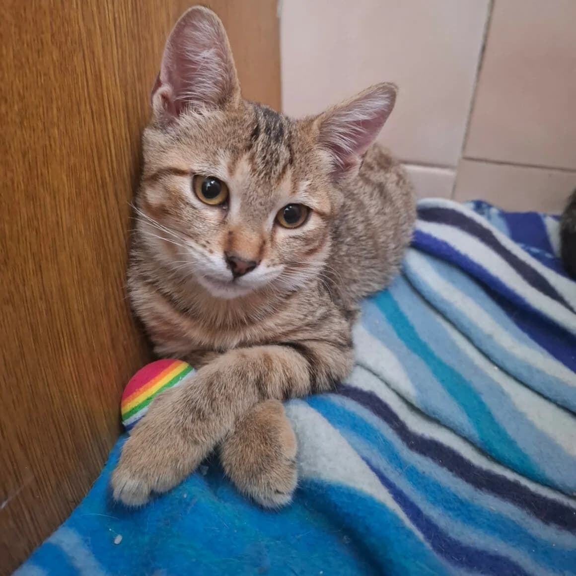 Butterfly, female Mixed Breed for adoption at CAT, chabris