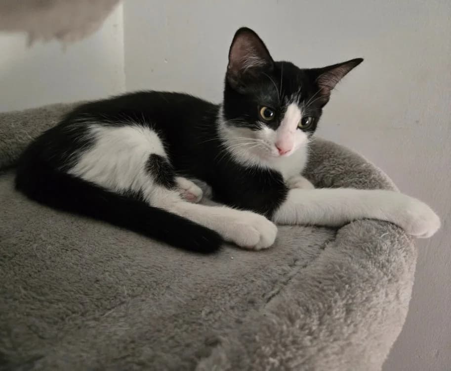 Brignoles, female Mixed Breed for adoption at CAT, chabris