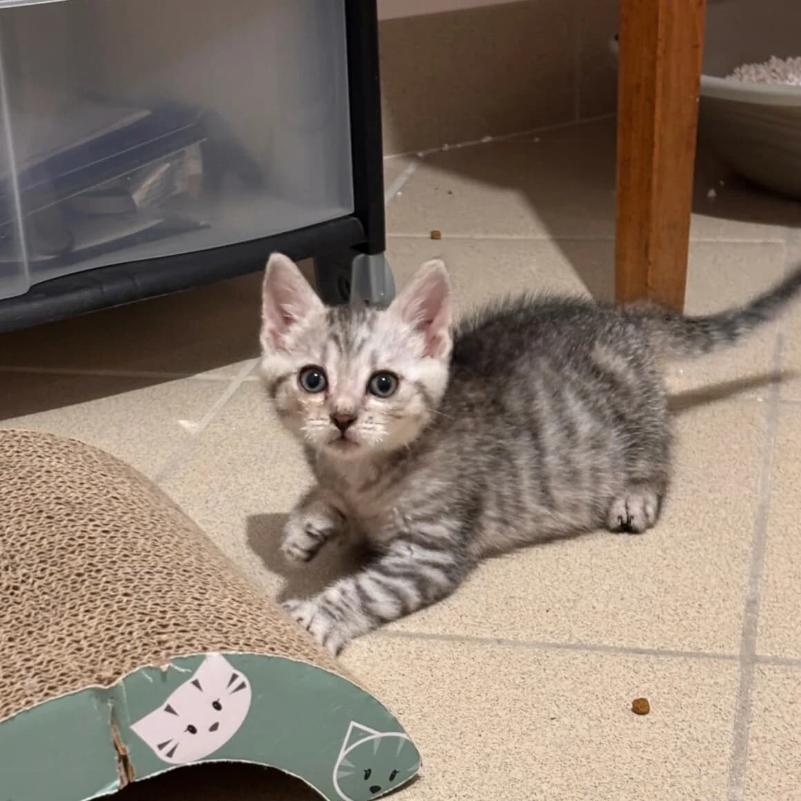Bouton, male Mixed Breed for adoption at CAT, chabris