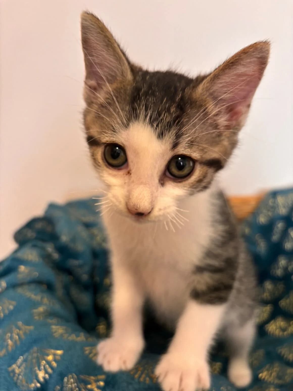 Balade, female Mixed Breed for adoption at CAT, chabris