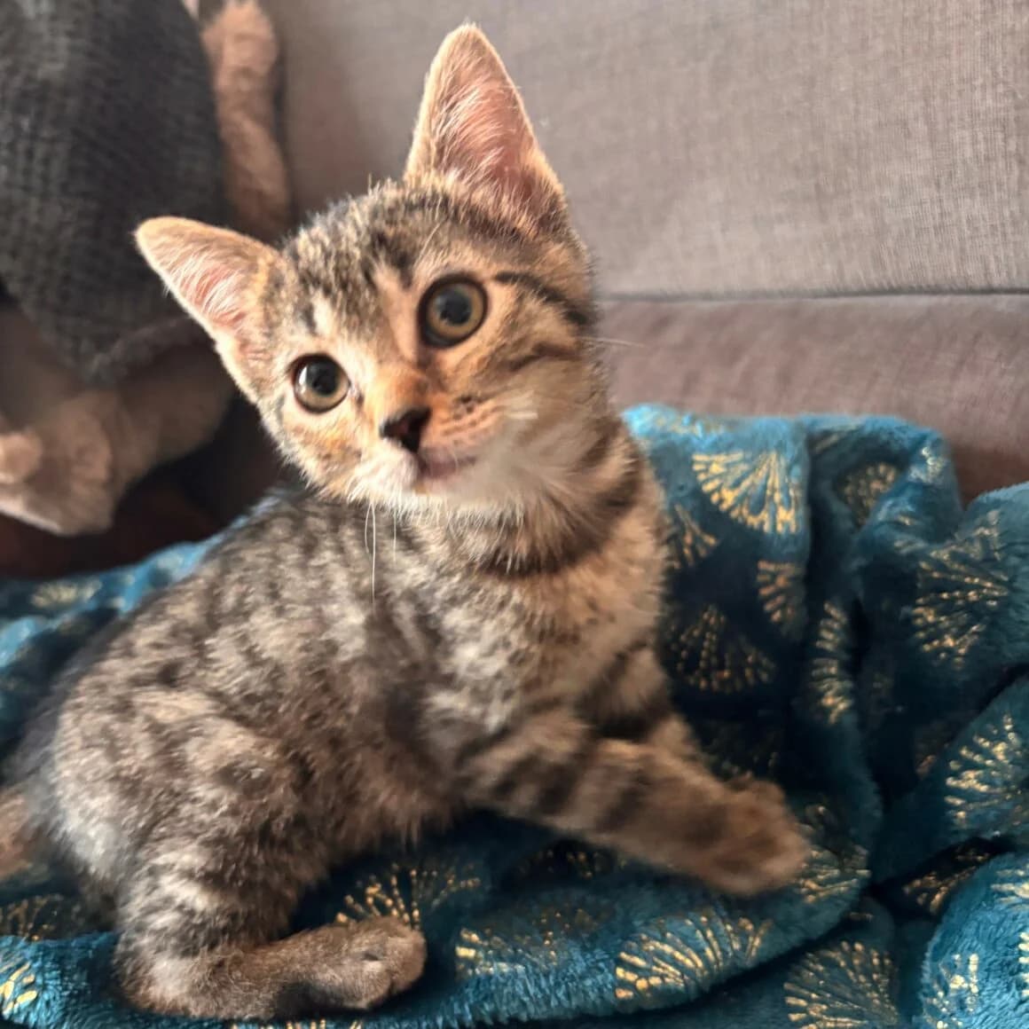 Balaya, female Mixed Breed for adoption at CAT, chabris