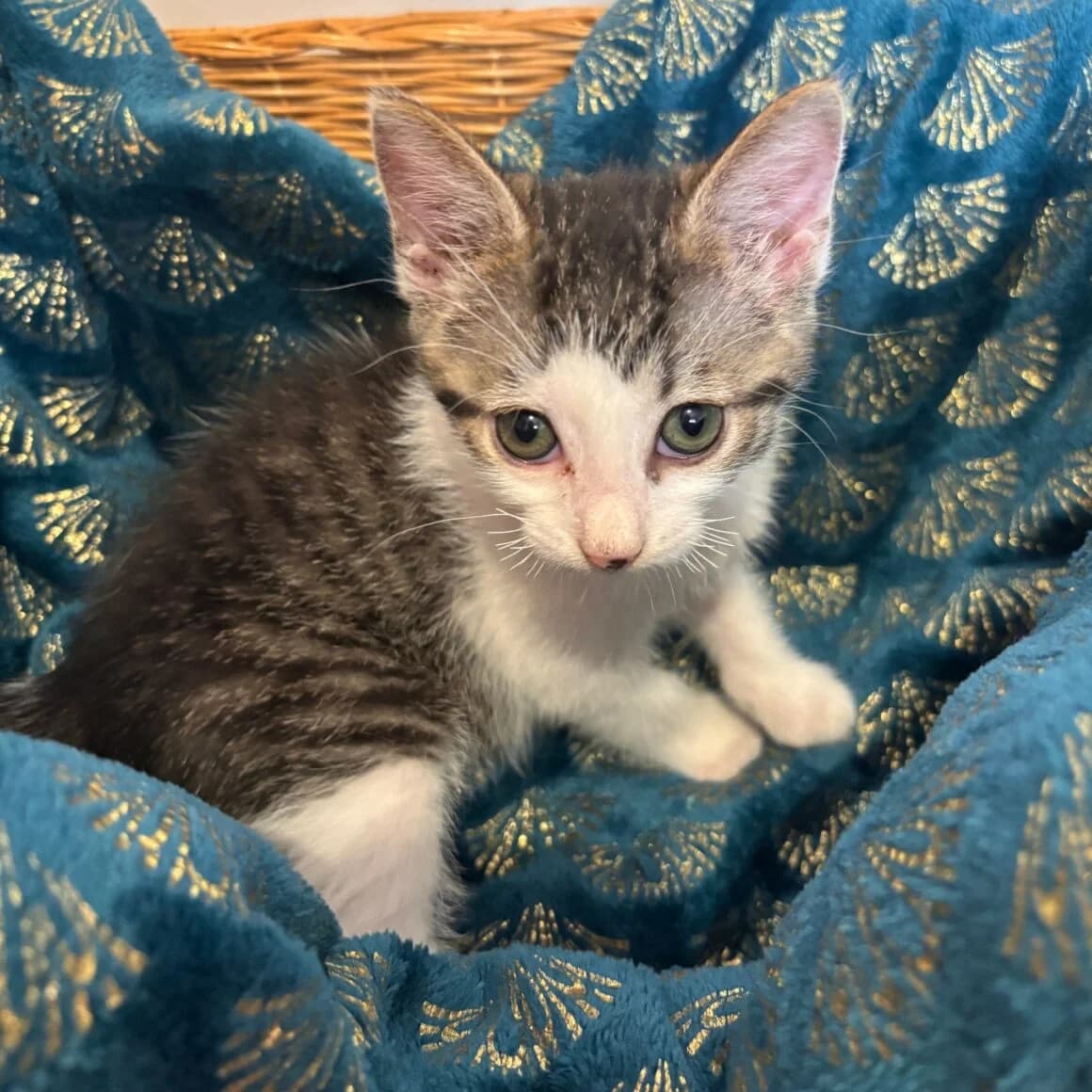Baluchon, male Mixed Breed for adoption at CAT, chabris