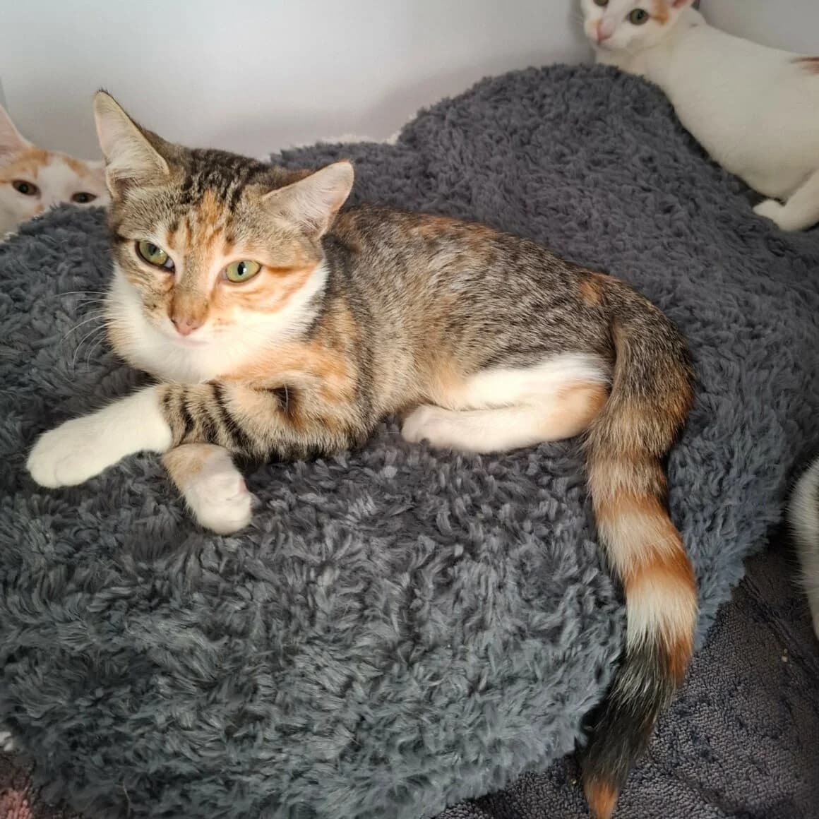 Baccara, female Mixed Breed for adoption at CAT, chabris