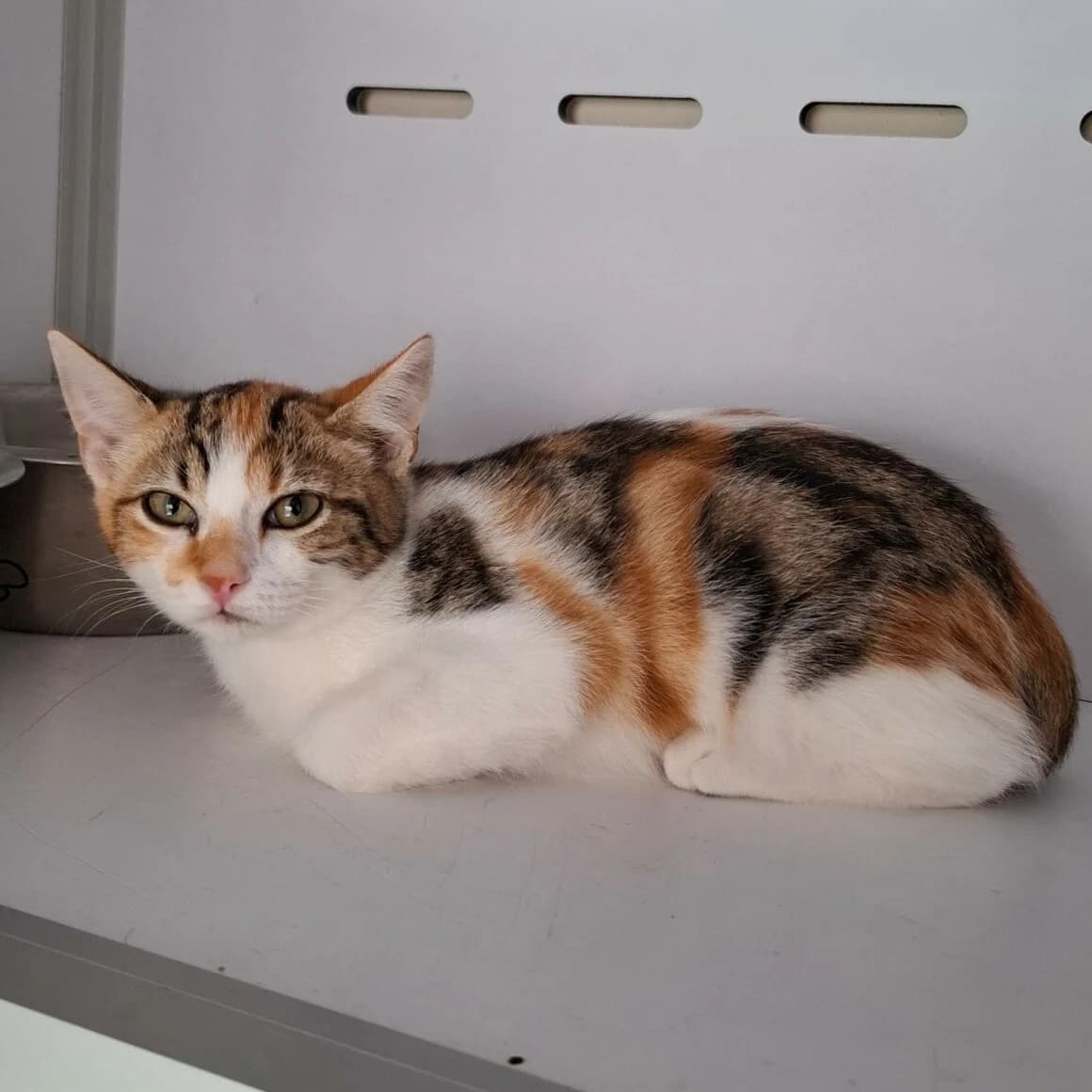 Belote, female Mixed Breed for adoption at CAT, chabris