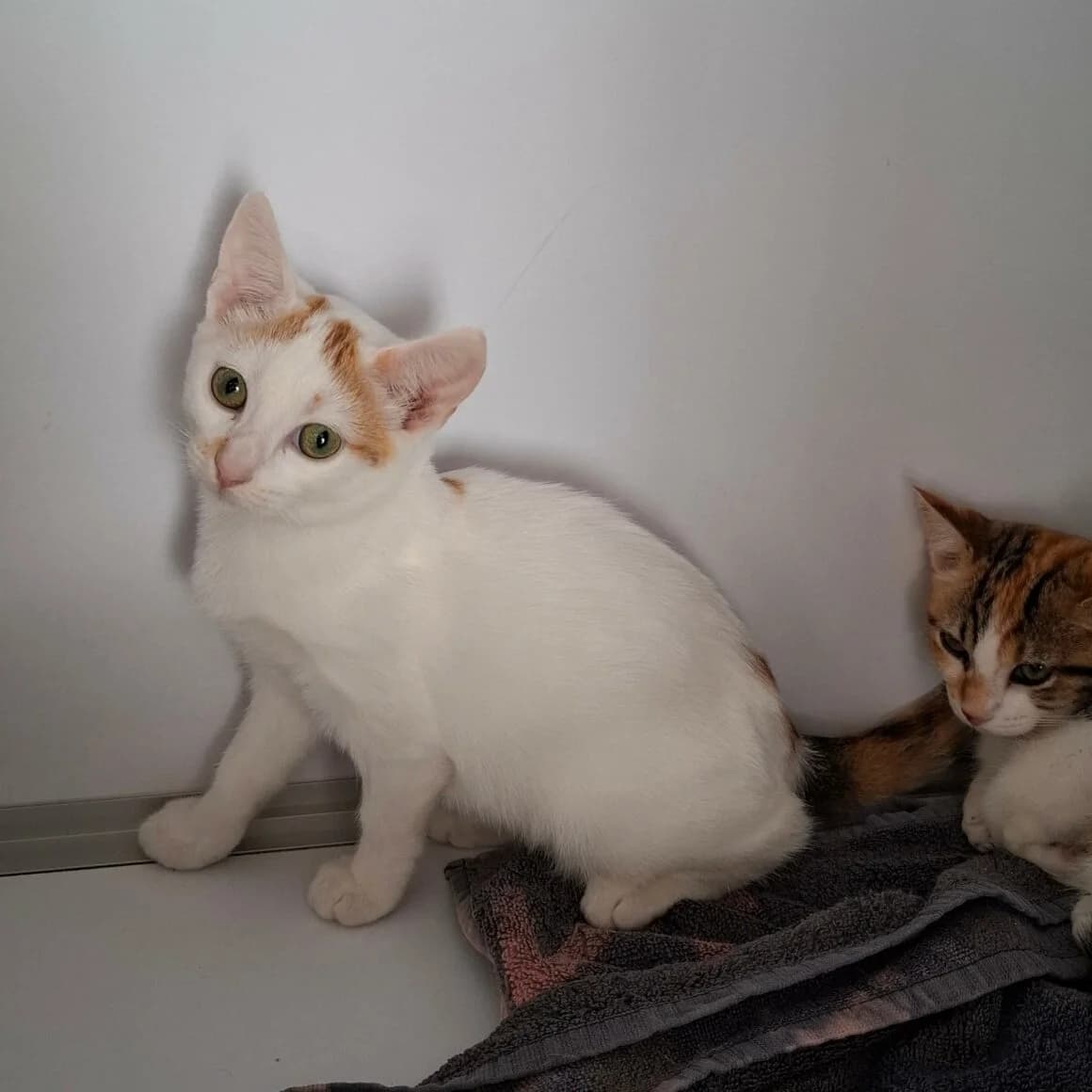 Bermude, female Mixed Breed for adoption at CAT, chabris