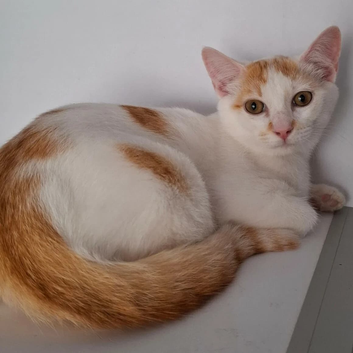 Backgamon, male Mixed Breed for adoption at CAT, chabris
