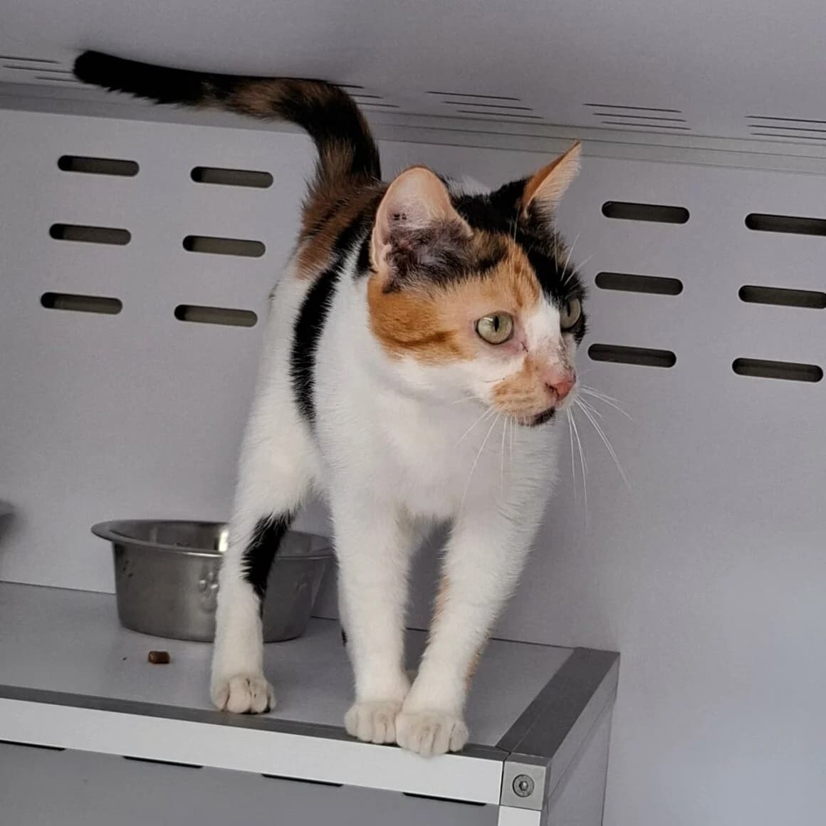 Belinda, female Mixed Breed for adoption at CAT, chabris