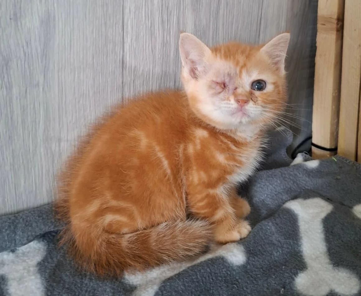 Birate, male Mixed Breed for adoption at CAT, chabris