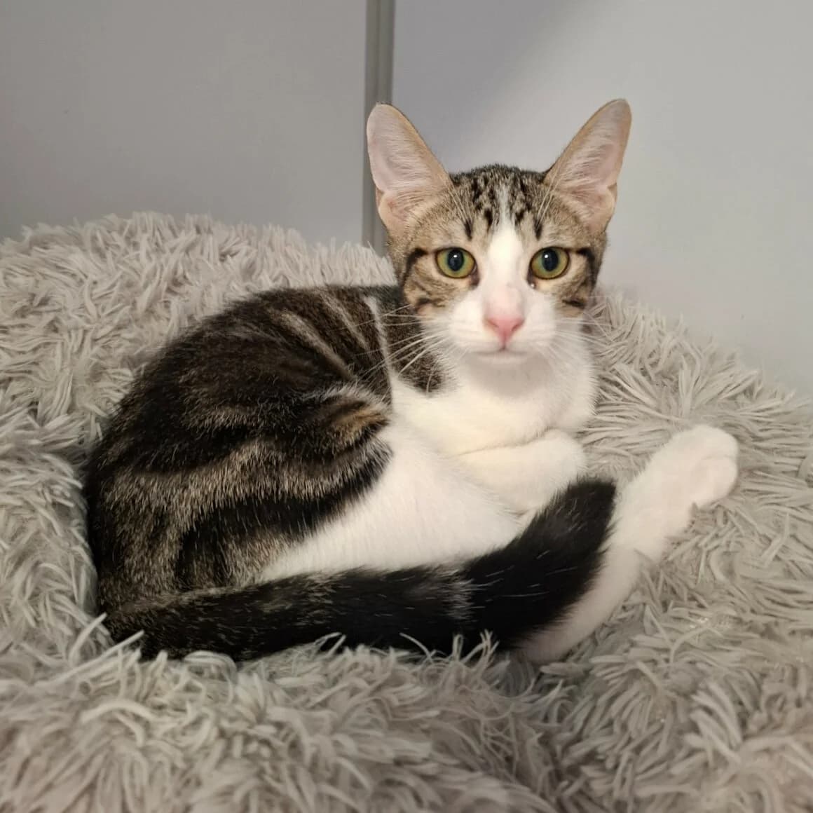 Bombay, male Mixed Breed for adoption at CAT, chabris