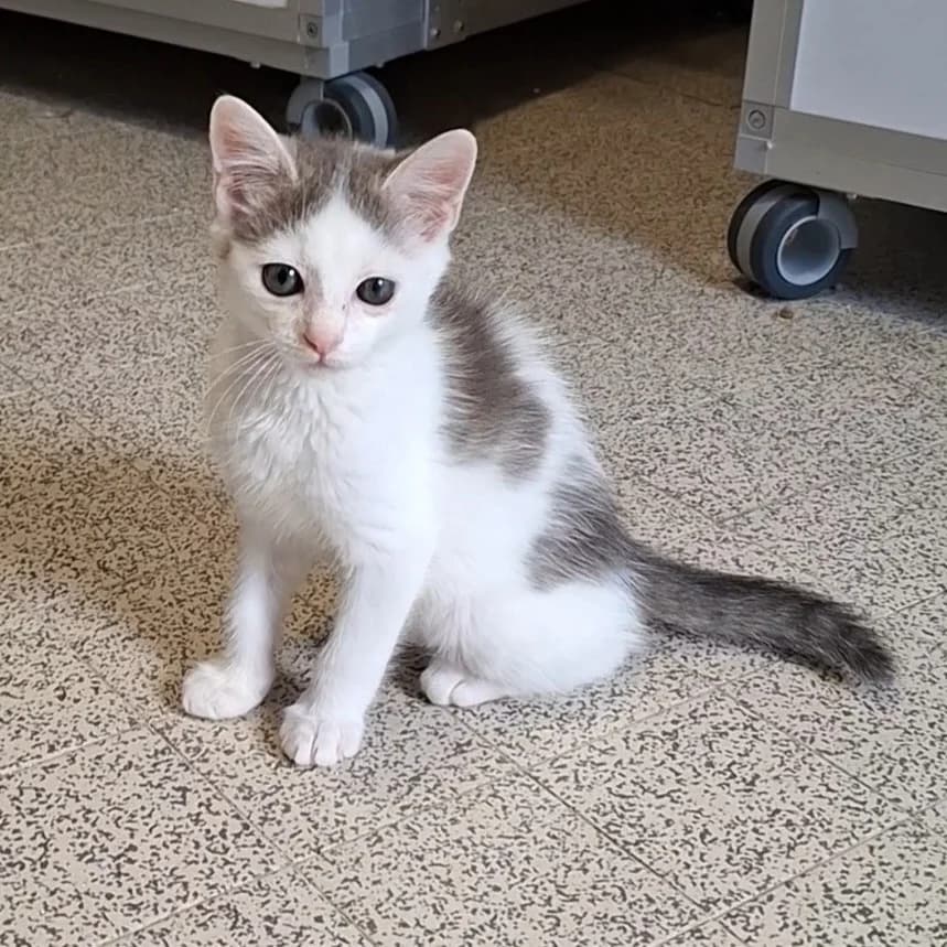 Braillou, male Mixed Breed for adoption at CAT, chabris