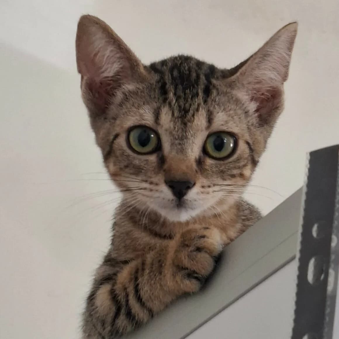 Breezy, female Mixed Breed for adoption at CAT, chabris