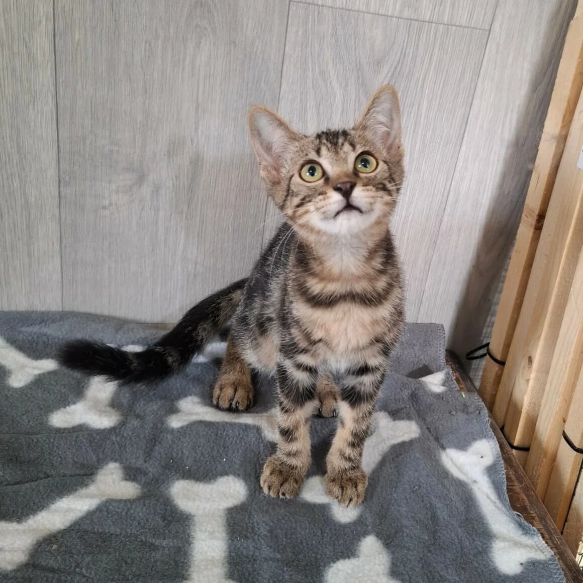 Bryo, male Mixed Breed for adoption at CAT, chabris