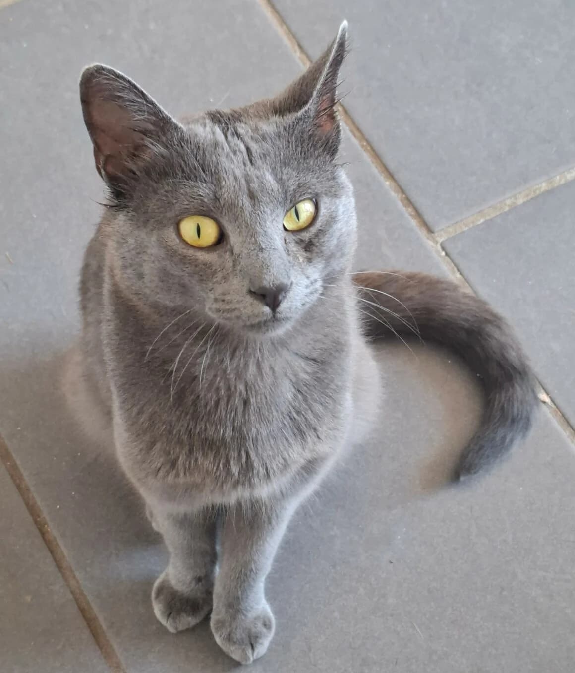 Butane, male Mixed Breed for adoption at CAT, chabris