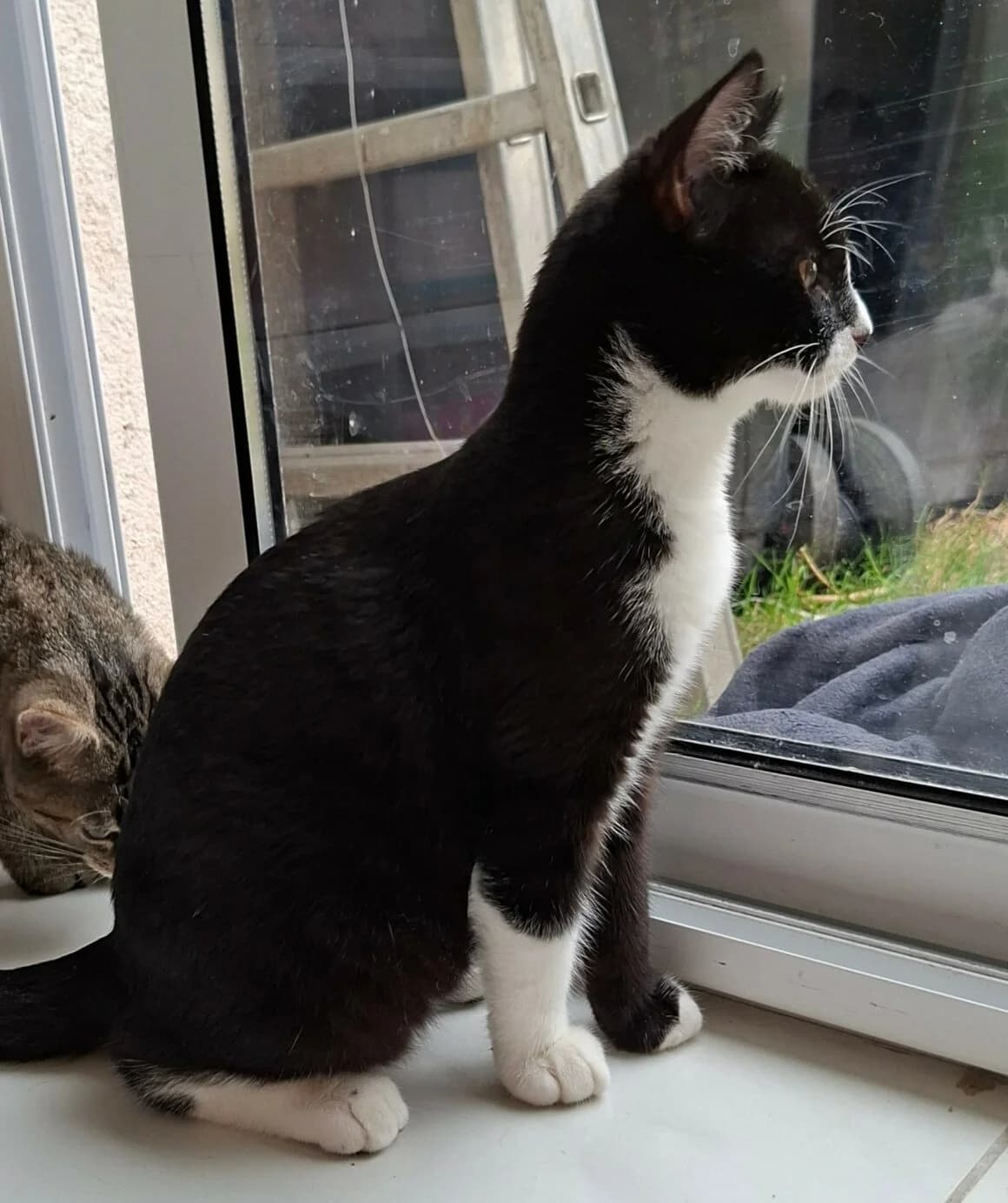 Bagnard, male Mixed Breed for adoption at CAT, chabris