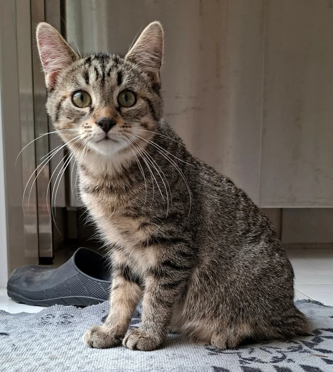 Bucefal, male Mixed Breed for adoption at CAT, chabris
