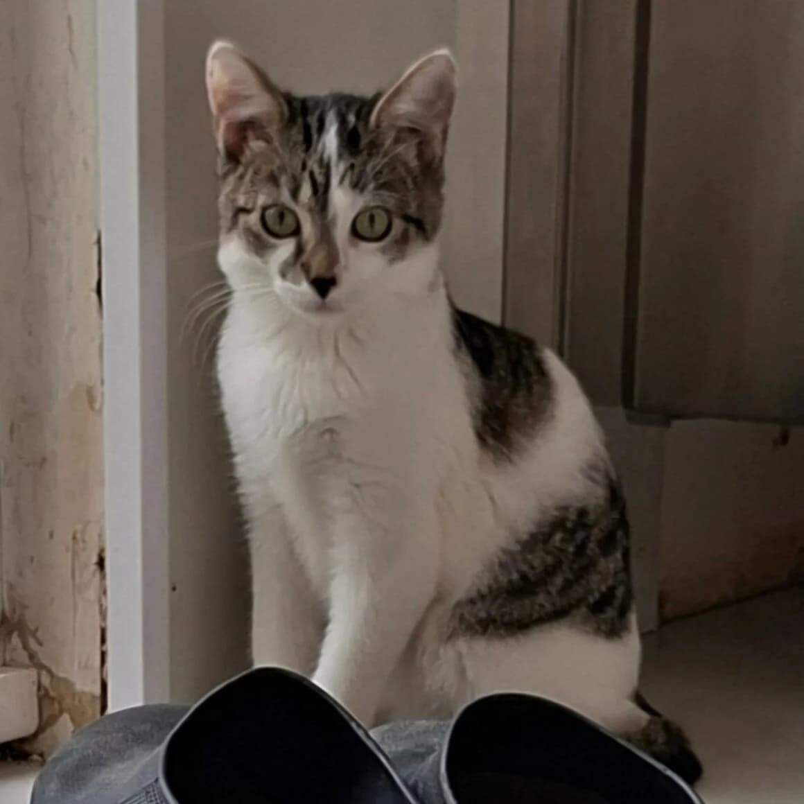 Blossom, female Mixed Breed for adoption at CAT, chabris