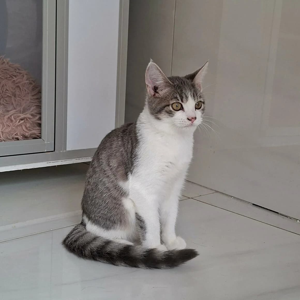 Buster, male Mixed Breed for adoption at CAT, chabris