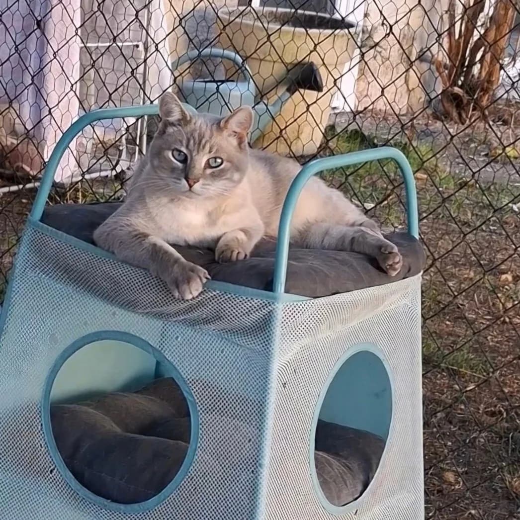 Bibou, male Mixed Breed for adoption at CAT, chabris