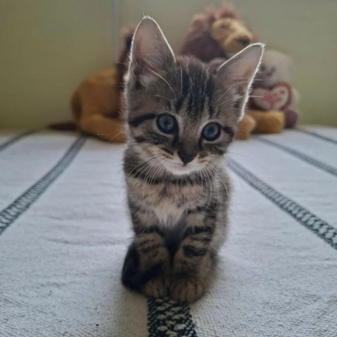 Bychon, female Mixed Breed for adoption at CAT, chabris