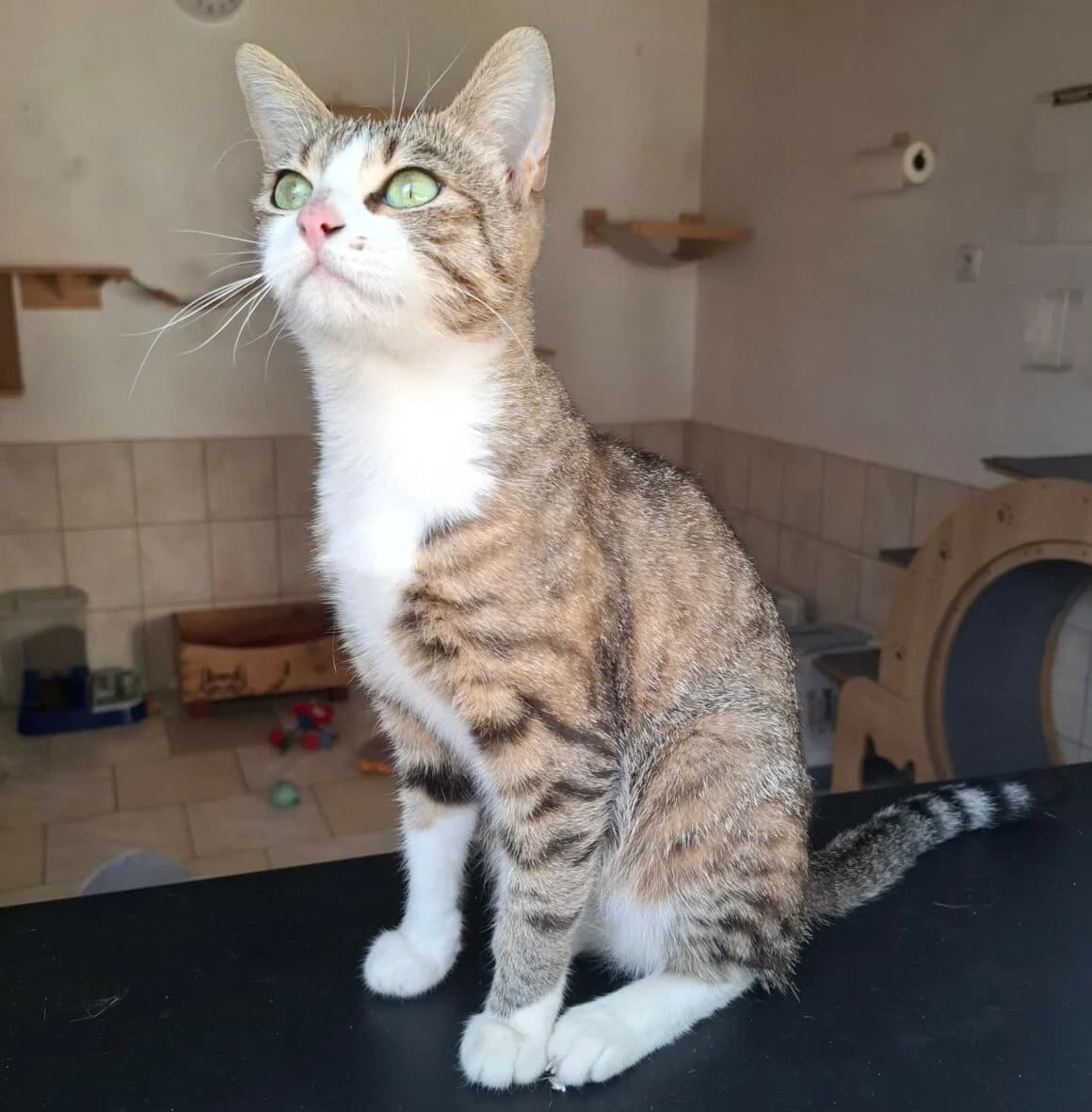 Borgia, female Mixed Breed for adoption at CAT, chabris