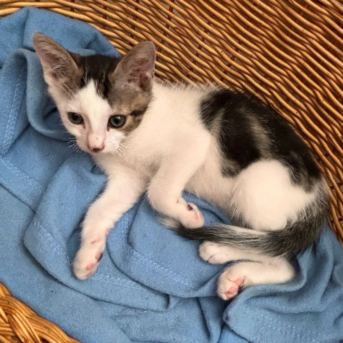 Bourbon, male Mixed Breed for adoption at CAT, chabris