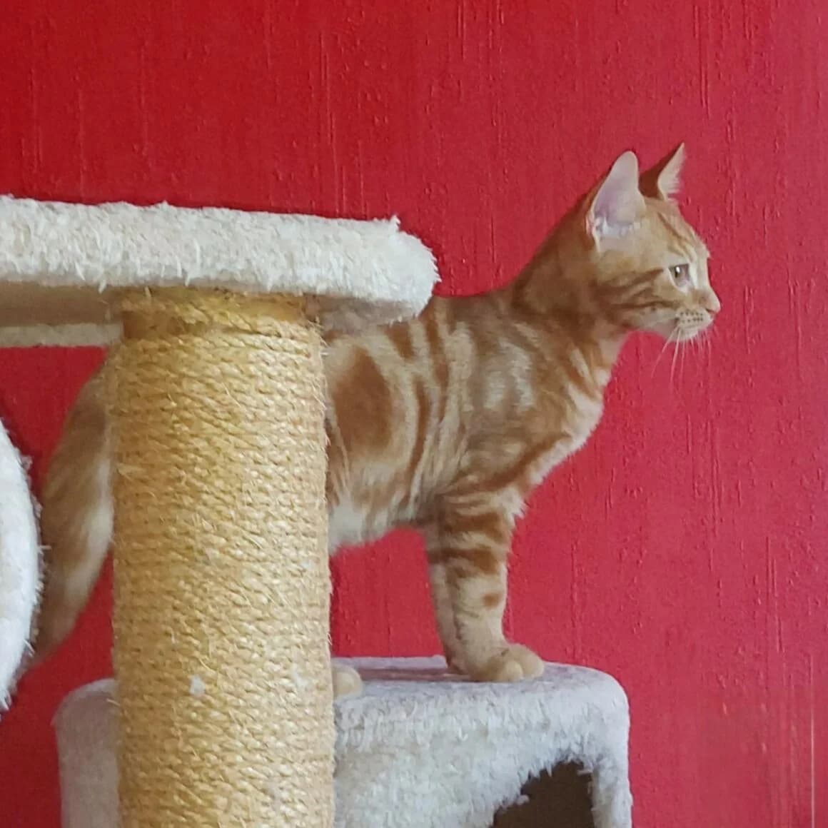 Babacool, male Mixed Breed for adoption at CAT, chabris