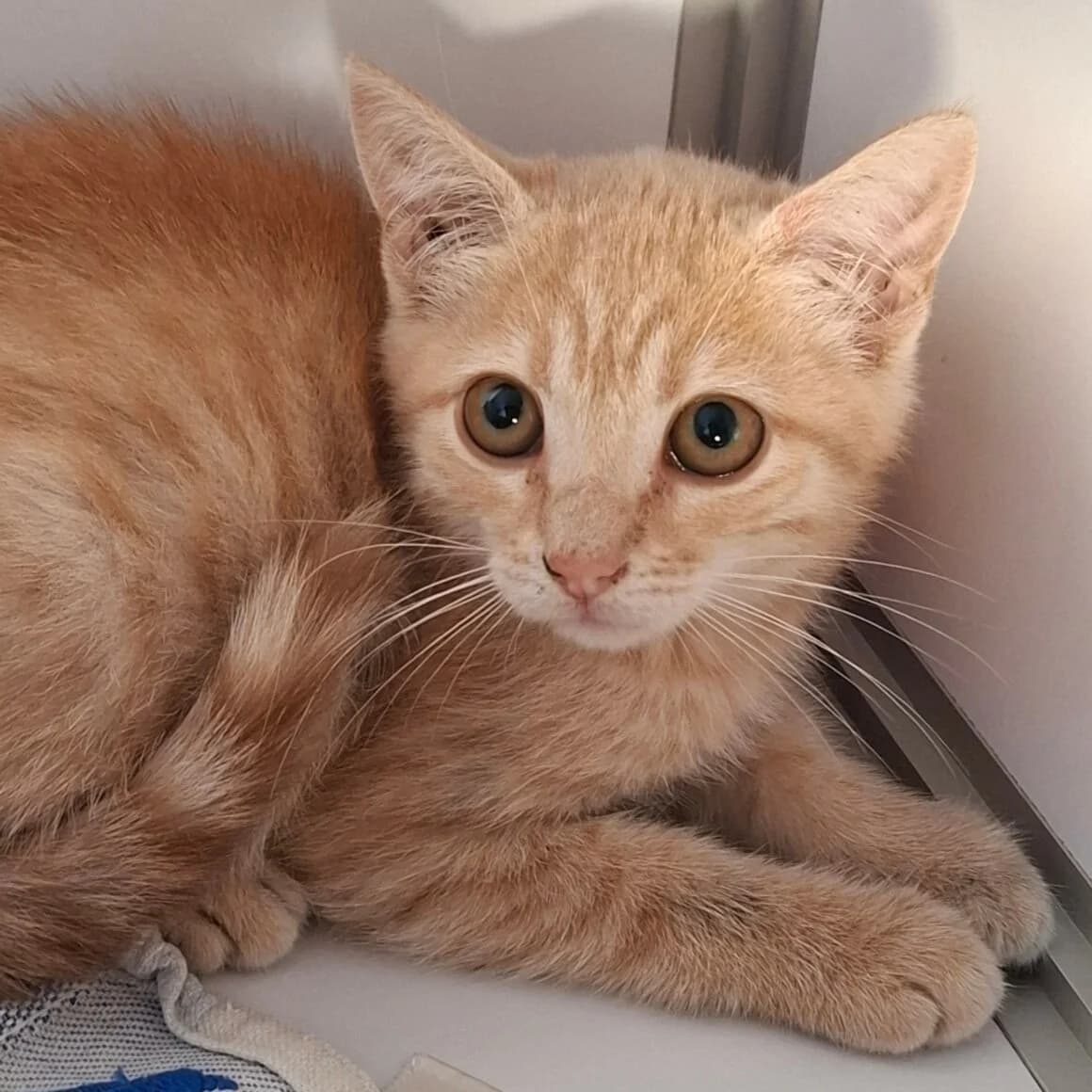 Biniou, male Mixed Breed for adoption at CAT, chabris