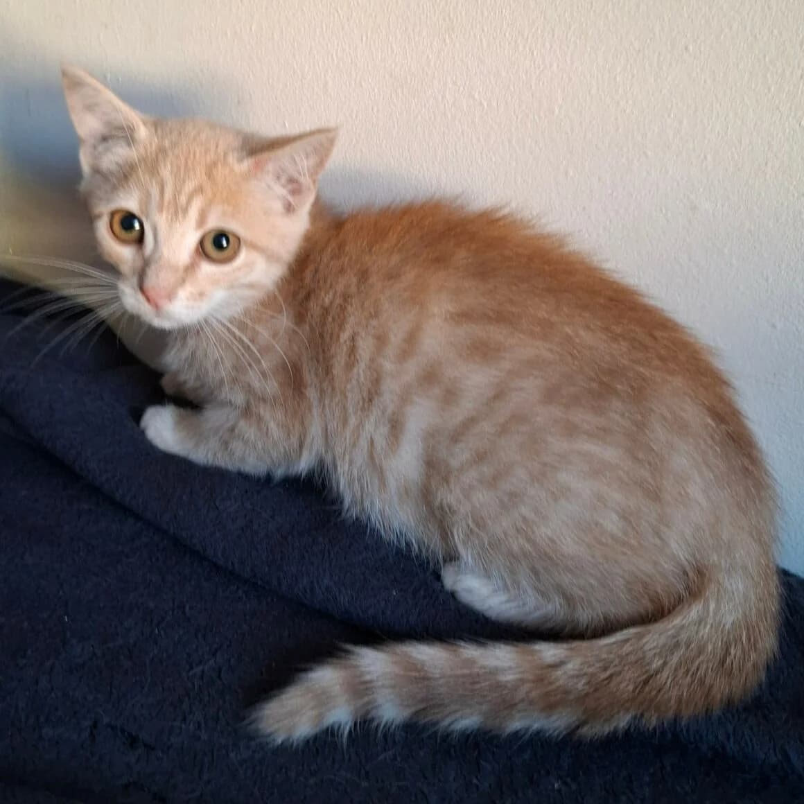 Bidule, male Mixed Breed for adoption at CAT, chabris