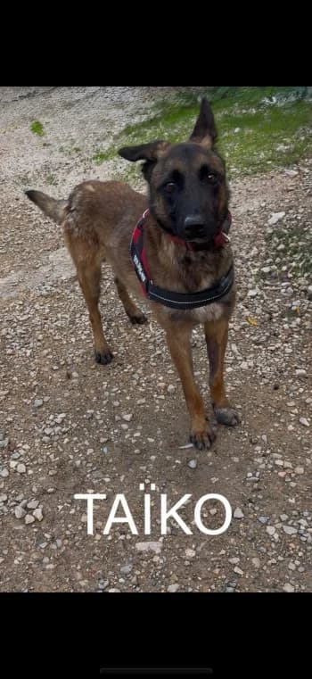 TAÏKO,  4yo Belgian Malinois for adoption at Centre de Défense des Animaux de Marseille et de Provence