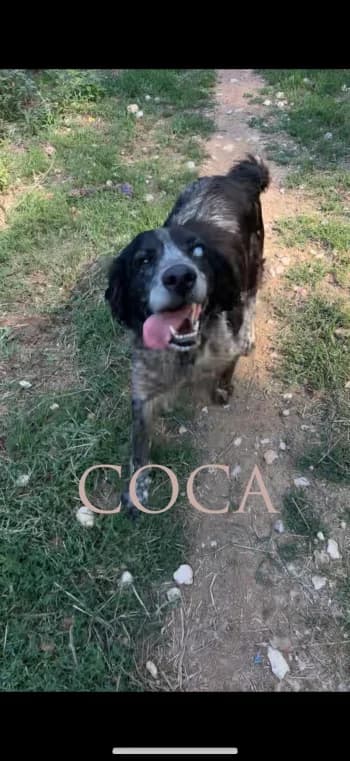 COCA,  senior mixed breed for adoption at Centre de Défense des Animaux de Marseille et de Provence