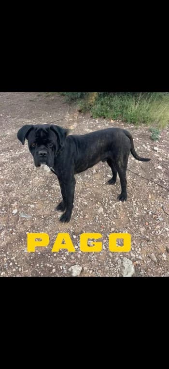 PAGO,  4yo Cane Corso for adoption at Centre de Défense des Animaux de Marseille et de Provence