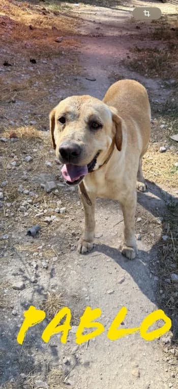 PABLO,  7yo Labrador Retriever for adoption at Centre de Défense des Animaux de Marseille et de Provence