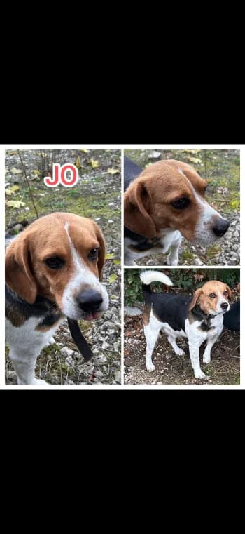 JO,  7yo Beagle for adoption at Centre de Défense des Animaux de Marseille et de Provence