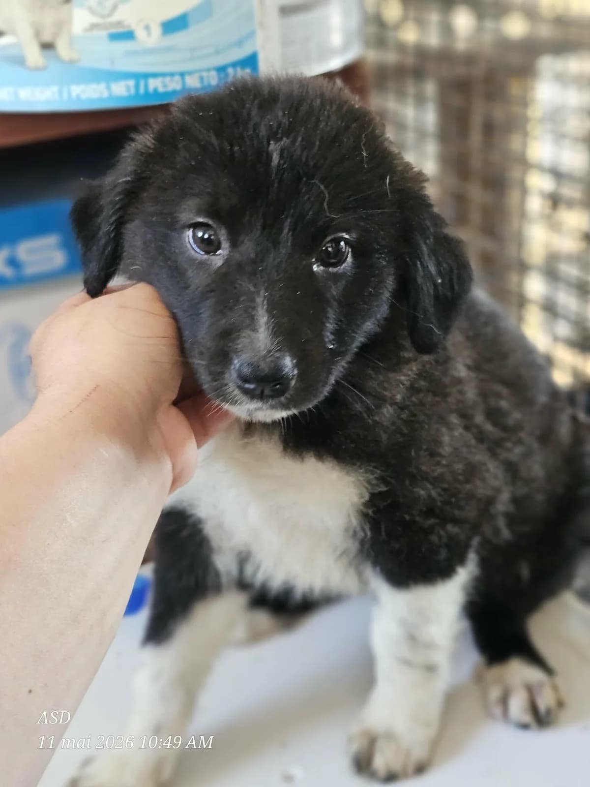 Alba, Mixed Breed (Association Célestia)