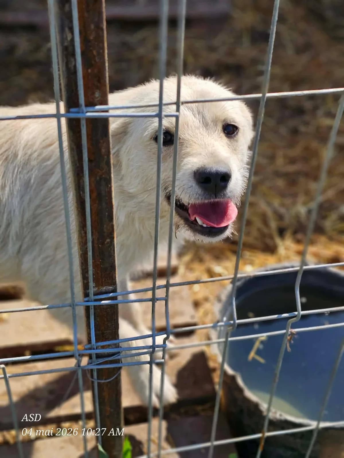 Amy, Mixed Breed (Association Célestia)