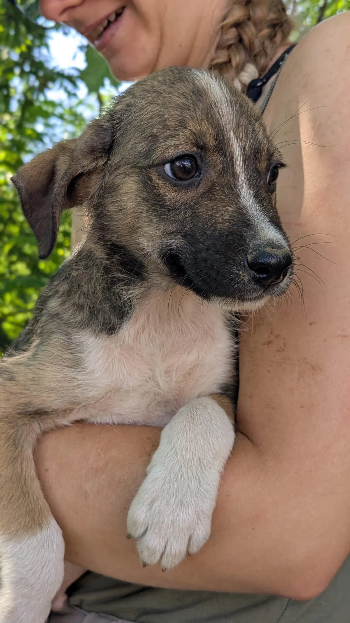 Astérix, male Mixed Breed for adoption at Association Célestia, penil