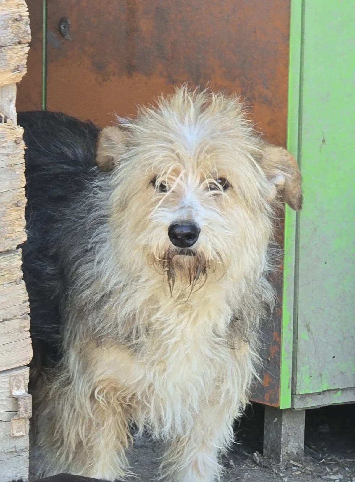 Aurore, female Mixed Breed for adoption at Association Célestia, penil