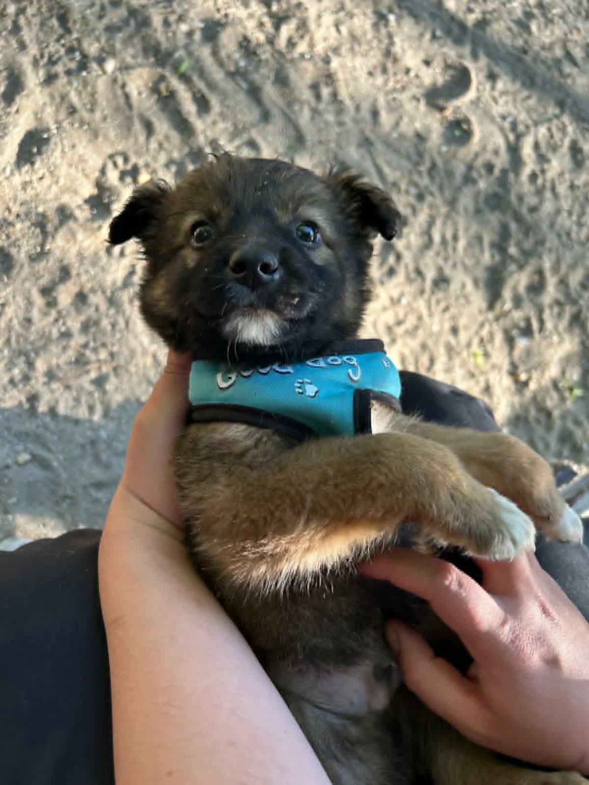 Bao, male puppy Mixed Breed for adoption at Association Célestia, penil