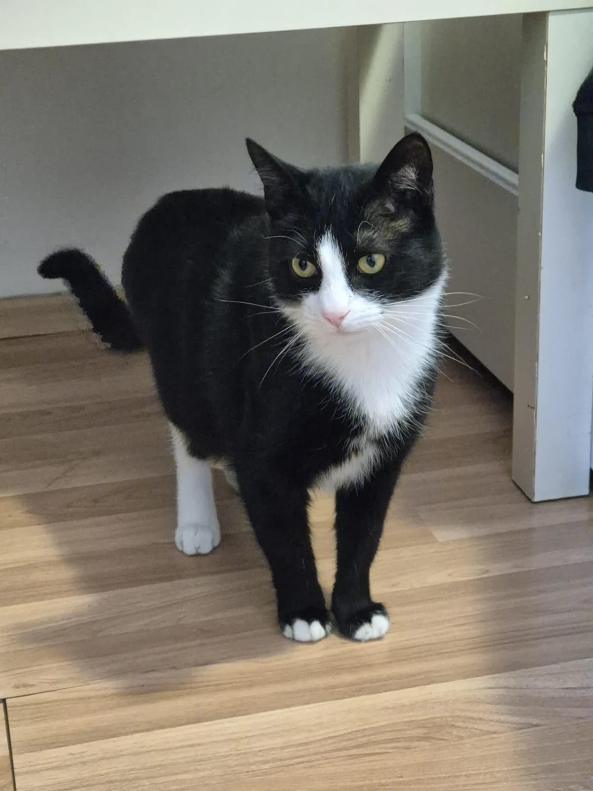 Bass, male Mixed Breed for adoption at Association Célestia, penil